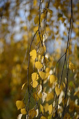 Yellow birch leaves close up, birch leaves on a tree, f leaves, background of leaves on a tree, golden autumn against a blurred background of the river, texture of birch leaves moving under wind