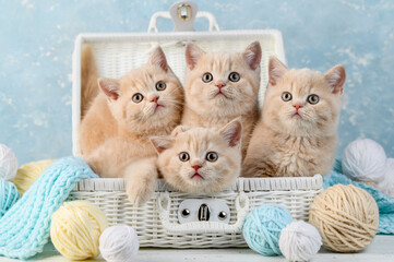 Cream british kittens in a white wicker suitcase with balls of thread. selective focus