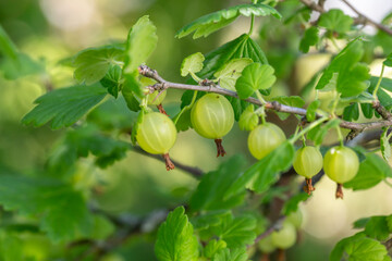 Green gooseberry berries on a green background on a summer day macro photography. Green berries hanging on a branch of a gooseberry bush close-up photo in summertime.