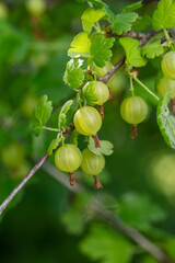 Green gooseberry berries on a green background on a summer day macro photography. Green berries hanging on a branch of a gooseberry bush close-up photo in summertime.