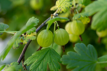 Obraz premium Green gooseberry berries on a green background on a summer day macro photography. Green berries hanging on a branch of a gooseberry bush close-up photo in summertime.