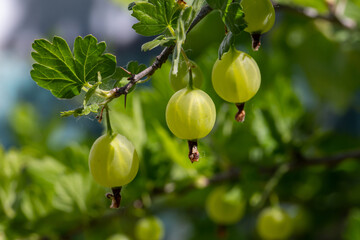 Green gooseberry berries on a green background on a summer day macro photography. Green berries hanging on a branch of a gooseberry bush close-up photo in summertime.