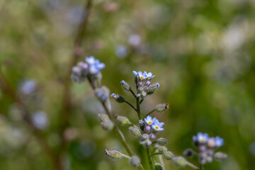 Blue little forget me not flowers on a green background on a sunny day in springtime macro photography. Blooming Myosotis wildflowers with blue petals on a summer day close-up photo.