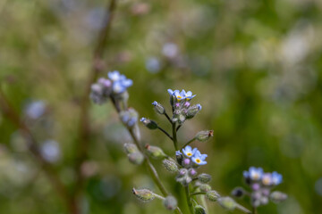 Blue little forget me not flowers on a green background on a sunny day in springtime macro...