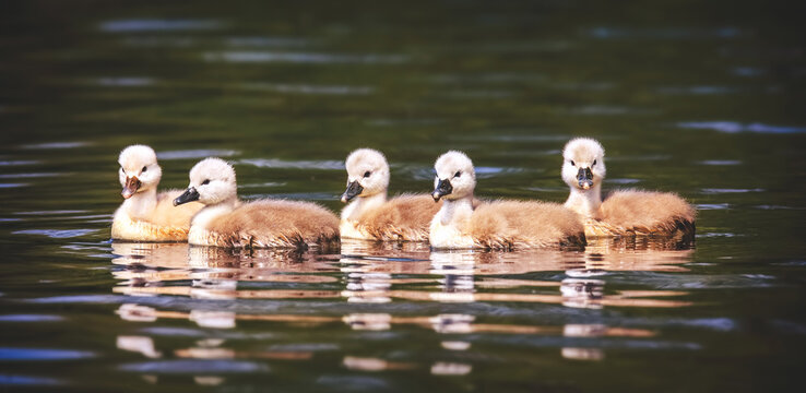 Young swans swim on the surface together.