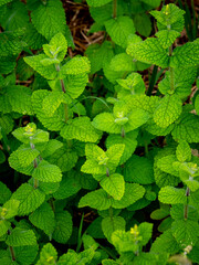 selective focus of a mint plant with blurred background