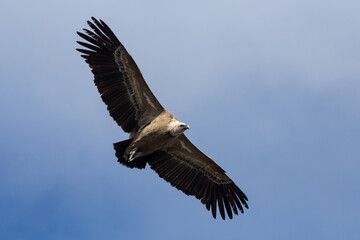 Buitre leonado, projecte Canyet