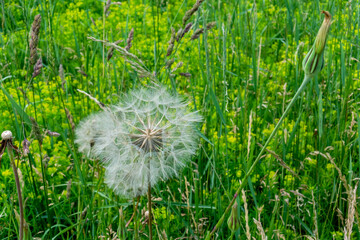 Obraz premium White Fluff Of The Dandelion Flower Gone To Seed