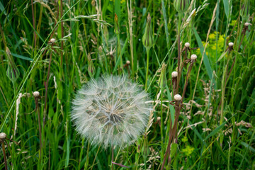 White Fluff Of The Dandelion Flower Gone To Seed