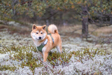 Shiba inu puppy is standing on the lichen in the forest.