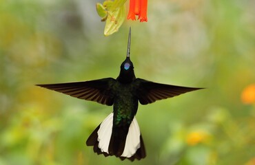 Velvet-purple Coronet (Boissonneaua jardini) Ecuador © Kamil
