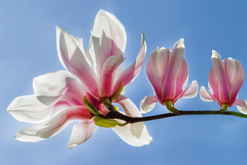 A white flower  of magnolia is a talisman of femininity and beauty  - on background of blue sky