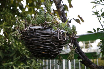 Fototapeta premium flower in a wicker pot