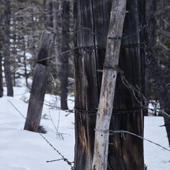 Wooden fence posts with barbed wire in the Bighorn National Forest on a snowy winter day in Wyoming.