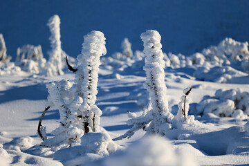 Drzewa pokryte zamarzniętym śniegiem w górach. Widok górski. 