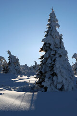 Drzewa pokryte zamarzniętym śniegiem w górach. Widok górski.  - obrazy, fototapety, plakaty