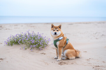 Shiba inu dog is sitting on sandy Baltic sea beach next to beatiful purple flowers