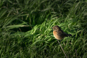 A small bird on a branch on a background of a green meadow