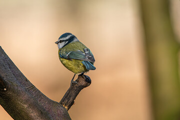 Blue Tit