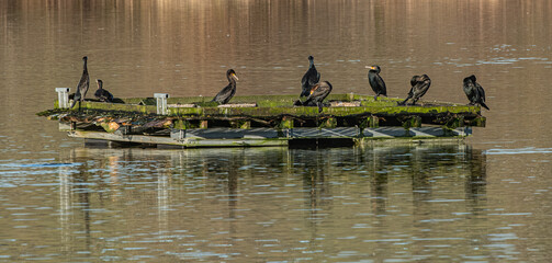 Shags on Pontoon 