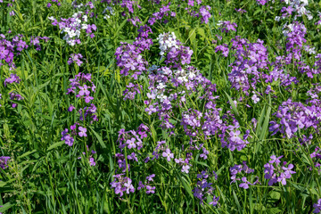 Dame's Rocket Growing Wild  Along The Trail In Spring