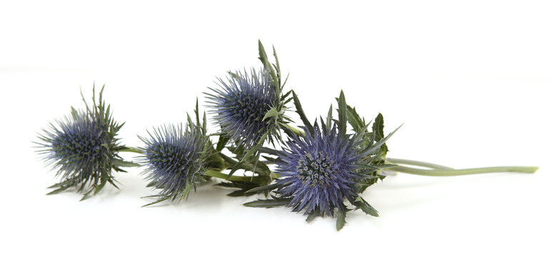 Flowers  Mediterranean sea holly isolated on white background. Blue sea holly thistles, Eryngium bourgatii.