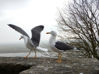 seagull on the rock