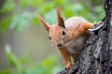 red squirrel on a tree