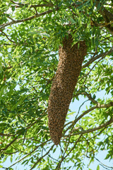 wild beehive hanging on tree and protecting the queen