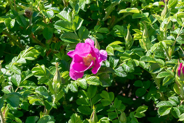 Obraz na płótnie Canvas Rosa Rugosa Flowers Budding In Spring