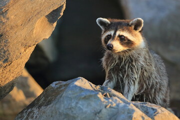 Raccoon, Procyon lotor, Saint Andrews Sate Park, Florida, USA