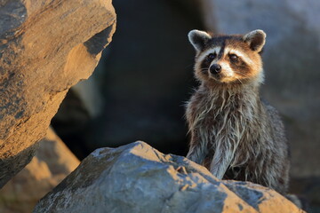 Raccoon, Procyon lotor, Saint Andrews Sate Park, Florida, USA