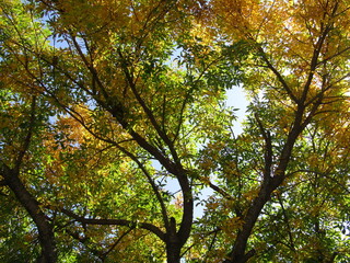 otoño
