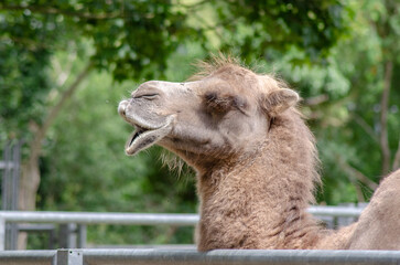 Fototapeta premium A camel in the zoo