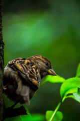 sparrow on a grass