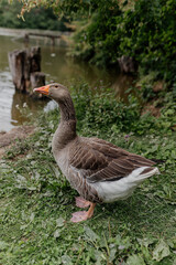 goose on the lake