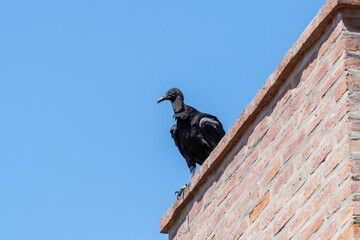 buitre Coragyps atratus