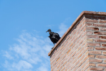 buitre Coragyps atratus