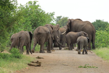 African bush elephant (Loxodonta africana) South Africa, JAR, Kruger National Park
