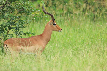 Impala (Aepyceros melampus) South Africa, JAR, Kruger National Park