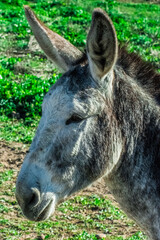 portrait of a donkey