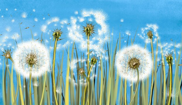 3d mural interior wallpaper.Many dandelions with green grass on light blue watercolor background with fly flower.Wall art for living room decor.Floral trendy background in vintage style for fabric © StasySin