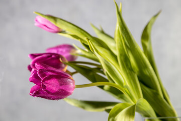 Bouquet of pink tulips on light gray background