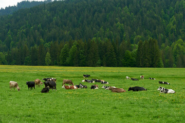 group of cows grazing in a  grassy field in the alps