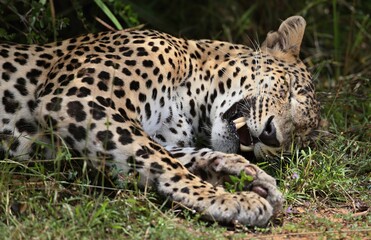 Fototapeta na wymiar Leopard - Sri Lankan - Wilpattu NP (Pantera pardus kotiya)