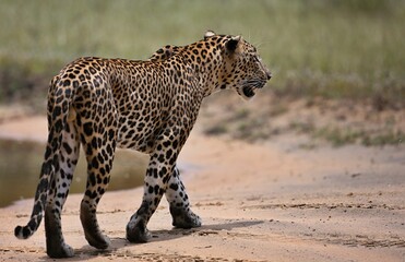 Leopard  - Sri Lankan - Wilpattu NP (Pantera pardus kotiya)