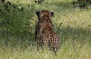 Leopard  - Sri Lankan - Wilpattu NP (Pantera pardus kotiya) © Kamil