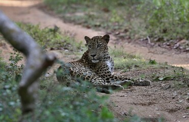 Leopard  - Sri Lankan - Wilpattu NP (Pantera pardus kotiya) © Kamil