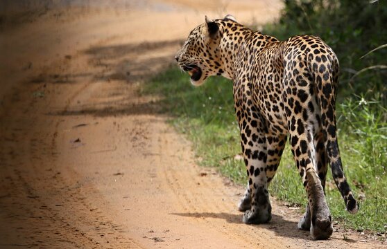Leopard  - Sri Lankan - Wilpattu NP (Pantera pardus kotiya)