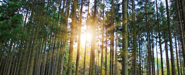 Summer forest with bright sun shining through the trees.